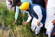 ਮਾਨ ਸਰਕਾਰ ਦੀ ਇਤਿਹਾਸਕ ਪ੍ਰਾਪਤੀ; 11 ਲੱਖ ਤੋਂ ਵੱਧ ਕਿਸਾਨਾਂ ਨੂੰ ਮਿਲਿਆ MSP ਲਾਭ