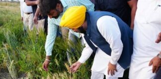 ਮਾਨ ਸਰਕਾਰ ਦੀ ਇਤਿਹਾਸਕ ਪ੍ਰਾਪਤੀ; 11 ਲੱਖ ਤੋਂ ਵੱਧ ਕਿਸਾਨਾਂ ਨੂੰ ਮਿਲਿਆ MSP ਲਾਭ