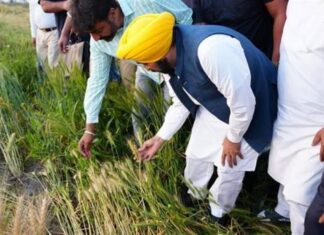 ਮਾਨ ਸਰਕਾਰ ਦੀ ਇਤਿਹਾਸਕ ਪ੍ਰਾਪਤੀ; 11 ਲੱਖ ਤੋਂ ਵੱਧ ਕਿਸਾਨਾਂ ਨੂੰ ਮਿਲਿਆ MSP ਲਾਭ