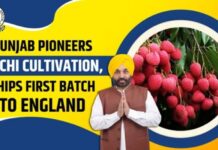 ਮਾਨ ਸਰਕਾਰ ਦੀ ਵੱਡੀ ਕਾਮਯਾਬੀ: ਪੰਜਾਬ ਲੀਚੀ ਦਾ ਨੰਬਰ-1 ਹੱਬ, ਕਿਸਾਨਾਂ ਦੀ ਆਮਦਨ 5 ਗੁਣਾ ਵਧੀ