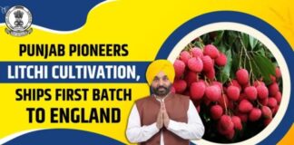 ਮਾਨ ਸਰਕਾਰ ਦੀ ਵੱਡੀ ਕਾਮਯਾਬੀ: ਪੰਜਾਬ ਲੀਚੀ ਦਾ ਨੰਬਰ-1 ਹੱਬ, ਕਿਸਾਨਾਂ ਦੀ ਆਮਦਨ 5 ਗੁਣਾ ਵਧੀ