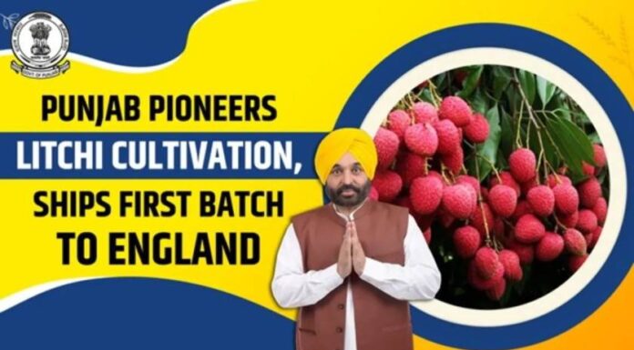 ਮਾਨ ਸਰਕਾਰ ਦੀ ਵੱਡੀ ਕਾਮਯਾਬੀ: ਪੰਜਾਬ ਲੀਚੀ ਦਾ ਨੰਬਰ-1 ਹੱਬ, ਕਿਸਾਨਾਂ ਦੀ ਆਮਦਨ 5 ਗੁਣਾ ਵਧੀ