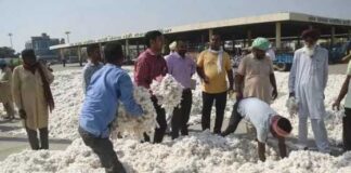 ਮਾਨ ਸਰਕਾਰ ਨੇ ਕਿਸਾਨਾਂ ਨੂੰ ਦਿੱਤੀ ਵੱਡੀ ਰਾਹਤ ! ਸਰਗਰਮ ਪਹਿਲਕਦਮੀਆਂ ਨੇ ਕਪਾਹ ਦੀਆਂ ਕੀਮਤਾਂ ₹5,700 ਤੋਂ ਵਧਾ ਕੇ ₹7,500+ ਕਰ ਦਿੱਤੀਆਂ