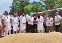 ਪੰਜਾਬ ਦੀਆਂ ਮੰਡੀਆਂ ‘ਚ 28 ਲੱਖ ਮੀਟਰਿਕ ਟਨ ਕਣਕ ਦੀ ਆਮਦ, 24 ਲੱਖ ਮੀਟਰਿਕ ਟਨ ਤੋਂ ਵੱਧ ਦੀ ਖ਼ਰੀਦ : ਲਾਲ ਚੰਦ ਕਟਾਰੂਚੱਕ